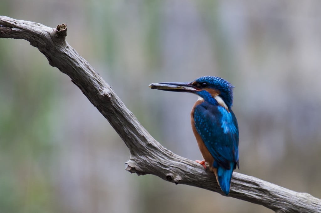 ijsvogel