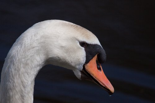 IMG 7246